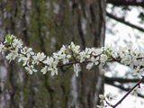 Graines Prunus Cerasifera Prunier Myrobolan Prunier-cerise Porte-Greffe Plum Cherry