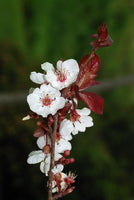 Graines Prunus Cerasifera Prunier Myrobolan Prunier-cerise Porte-Greffe Plum Cherry