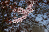 Graines Prunus Cerasifera Prunier Myrobolan Prunier-cerise Porte-Greffe Plum Cherry