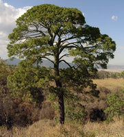 5 Graines de Pinus maximinoi