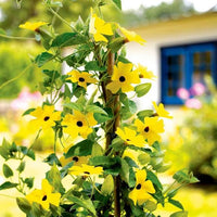 Graines Thunbergia alata, Suzanne aux yeux noirs