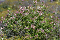 5 Graines de Chèvrefeuille des Baléares, Lonicera implexa