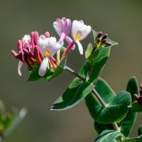 3 Graines de Chèvrefeuille des Baléares, Lonicera implexa