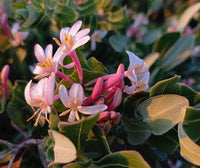 3 Graines de Chèvrefeuille des Baléares, Lonicera implexa