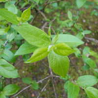 10 Graines de Chèvrefeuille de Mandchourie, Lonicera ruprechtiana