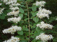 3 Graines de Troène de Chine, Ligustrum sinensis