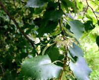 10 Graines de Tilia cordata, Tilleul à petites feuilles