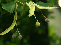 10 Graines de Tilia cordata, Tilleul à petites feuilles