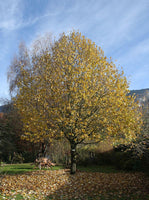 10 Graines de Tilia cordata, Tilleul à petites feuilles