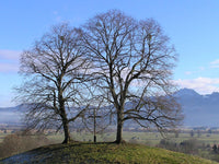 10 Graines de Tilia cordata, Tilleul à petites feuilles