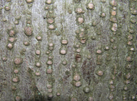 5 Graines de Tilia cordata, Tilleul à petites feuilles