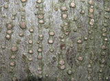 5 Graines de Tilia cordata, Tilleul à petites feuilles