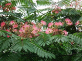 5 Graines Albizia julibrissin, Arbre à Soie, Acacia, Albizia