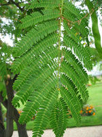 5 Graines Albizia julibrissin, Arbre à Soie, Acacia, Albizia