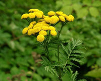 50 Graines de Tanaisie Commune, Tanacetum vulgare, Tanaisie, Fleurs Jaunes