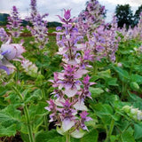 Graines Salvia sclarea, Sauge sclarée