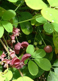 Graines Akebia quinata, Akébie à cinq feuilles