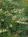 5 Graines de Troène feuilleté, Ligustrum quihoui