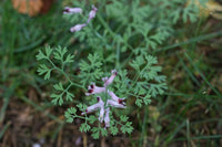 40 Graines de Fumaria officinalis, Fumeterre officinale