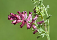 40 Graines de Fumaria officinalis, Fumeterre officinale