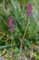 30 Graines de Fumaria officinalis, Fumeterre officinale