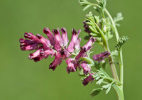 10 Graines de Fumaria officinalis, Fumeterre officinale