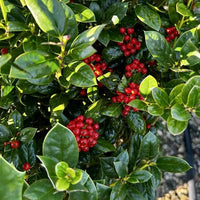 5 Graines de Ilex cornuta, Houx