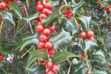 5 Graines de Ilex cornuta, Houx