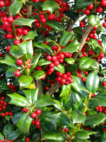 10 Graines de Ilex cornuta, Houx