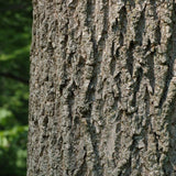 7 Graines de Fraxinus pennsylvanica lanceolata, Frêne rouge, Frêne rouge de Pennsylvanie