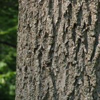 10 Graines de Fraxinus pennsylvanica lanceolata, Frêne rouge, Frêne rouge de Pennsylvanie