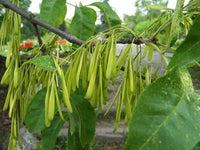 5 Graines de Fraxinus pennsylvanica lanceolata, Frêne rouge, Frêne rouge de Pennsylvanie