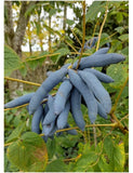 5 Graines Decaisnea fargesii, Arbre aux Haricots Bleus