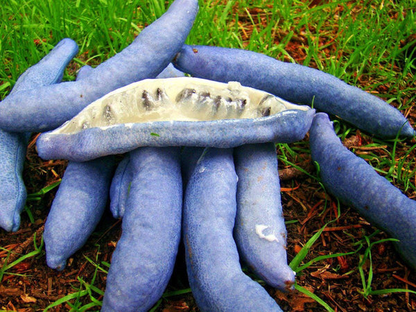 5 Graines Decaisnea fargesii, Arbre aux Haricots Bleus