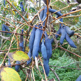 5 Graines Decaisnea fargesii, Arbre aux Haricots Bleus