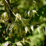 50 Graines Decaisnea fargesii, Arbre aux Haricots Bleus