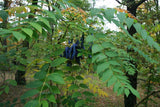 40 Graines Decaisnea fargesii, Arbre aux Haricots Bleus