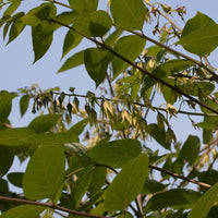 10 Graines Decaisnea fargesii, Arbre aux Haricots Bleus