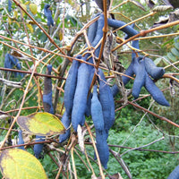 10 Graines Decaisnea fargesii, Arbre aux Haricots Bleus