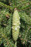 5 Graines de Épicéa de Wilson, Picea wilsonii