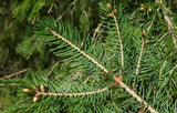 5 Graines de Épicéa de Wilson, Picea wilsonii