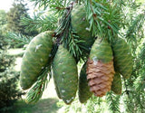 5 Graines de Épicéa de Wilson, Picea wilsonii