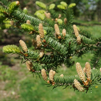 10 Graines de Épicéa de Wilson, Picea wilsonii