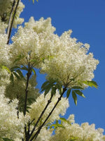 3 Graines de Fraxinus mariesii