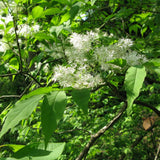 3 Graines de Fraxinus mariesii