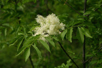 3 Graines de Frêne à fleurs, Fraxinus ornus, Frêne à manne, Frêne orne