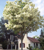 5 Graines de Frêne à fleurs, Fraxinus ornus, Frêne à manne, Frêne orne