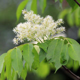 5 Graines de Frêne à fleurs, Fraxinus ornus, Frêne à manne, Frêne orne