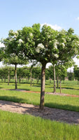 5 Graines de Frêne à fleurs, Fraxinus ornus, Frêne à manne, Frêne orne