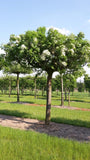 5 Graines de Frêne à fleurs, Fraxinus ornus, Frêne à manne, Frêne orne